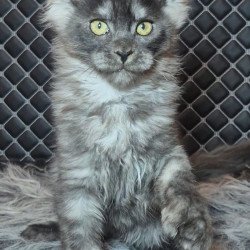 Maine Coon NOV Byron...