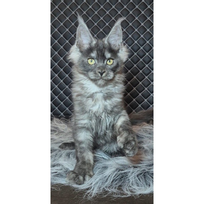 Maine Coon NOV Byron Polydactyl