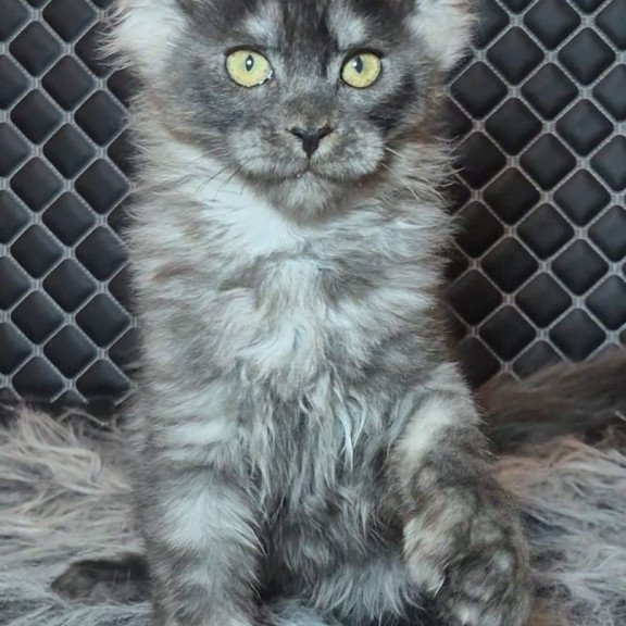 Maine Coon NOV Byron Polydactyl
