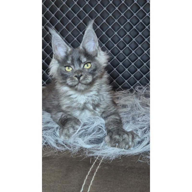 Maine Coon NOV Byron Polydactyl