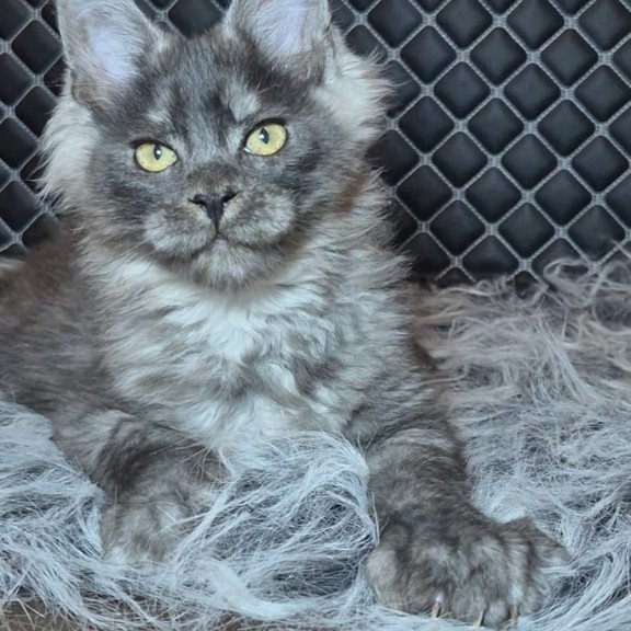 Maine Coon NOV Byron Polydactyl