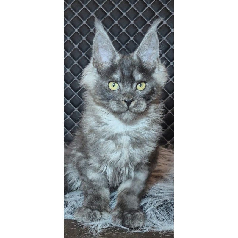 Maine Coon NOV Byron Polydactyl