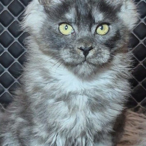 Maine Coon NOV Byron Polydactyl