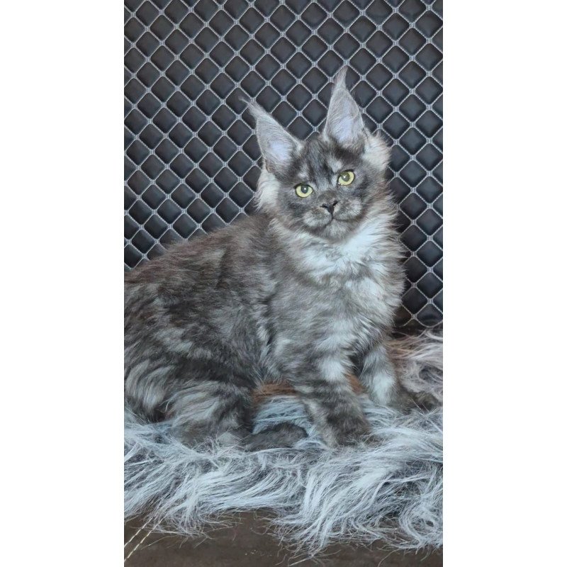 Maine Coon NOV Byron Polydactyl