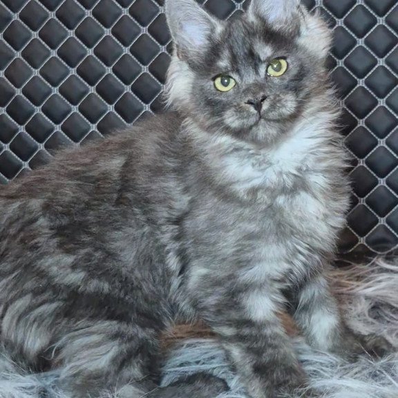 Maine Coon NOV Byron Polydactyl