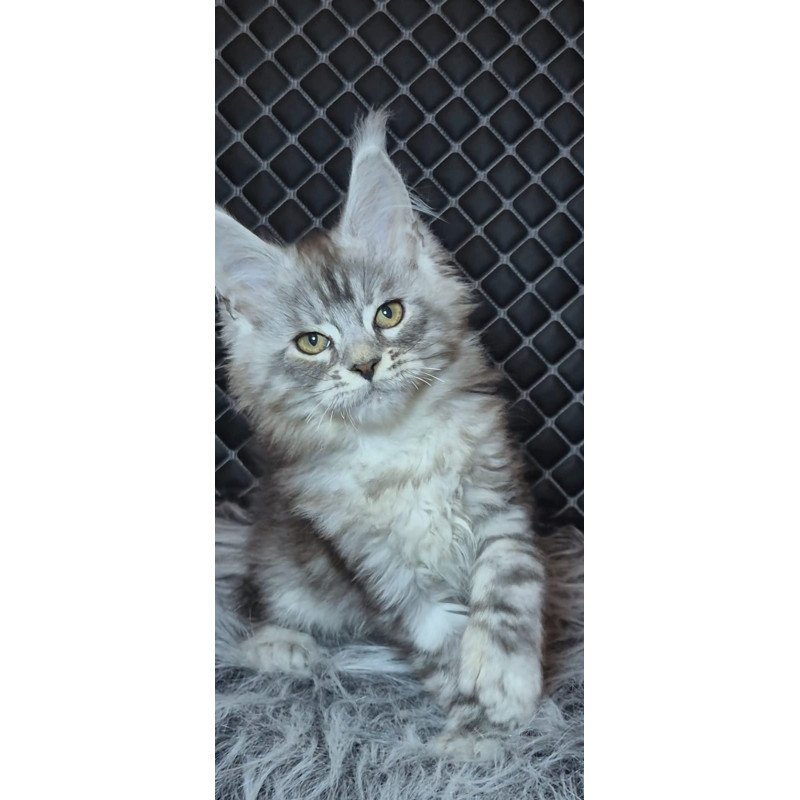 Maine Coon NOV Bourbon Polydactyl