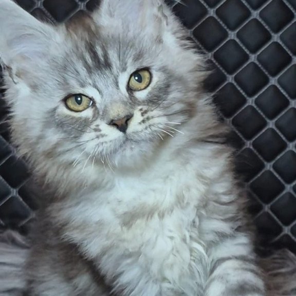 Maine Coon NOV Bourbon Polydactyl