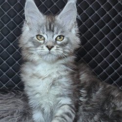 Maine Coon NOV Bourbon...