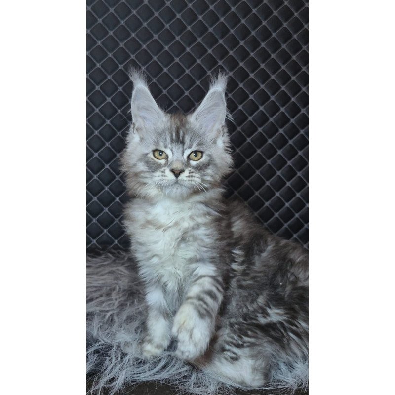 Maine Coon NOV Bourbon Polydactyl