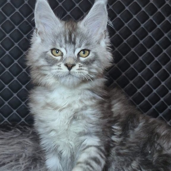 Maine Coon NOV Bourbon Polydactyl