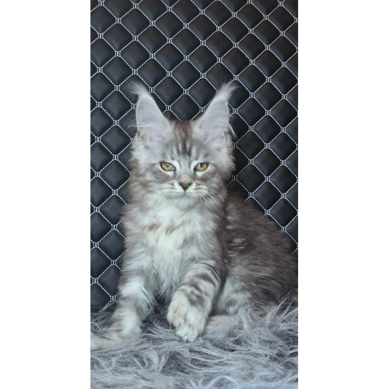 Maine Coon NOV Bourbon Polydactyl