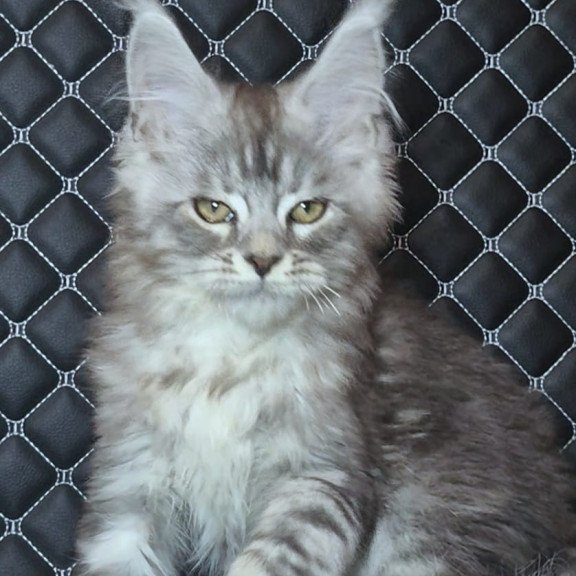 Maine Coon NOV Bourbon Polydactyl
