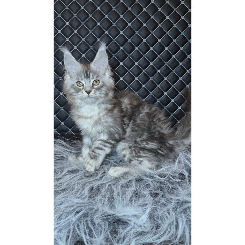 Maine Coon NOV Bourbon Polydactyl