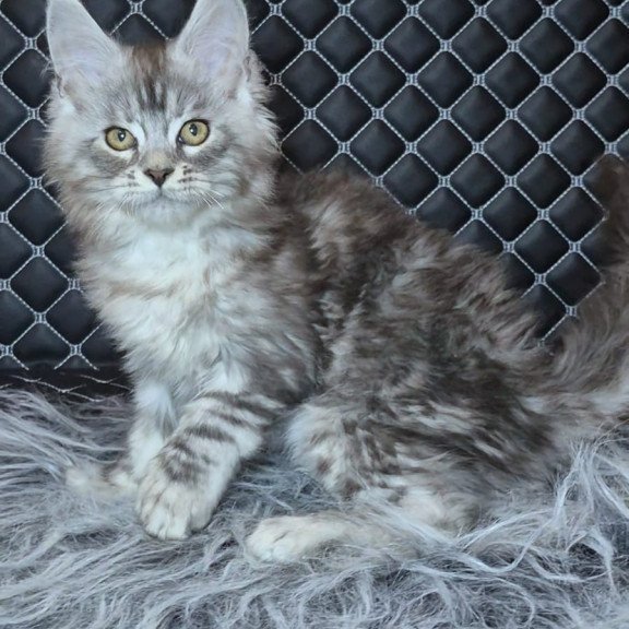 Maine Coon NOV Bourbon Polydactyl