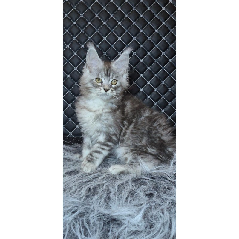 Maine Coon NOV Bourbon Polydactyl