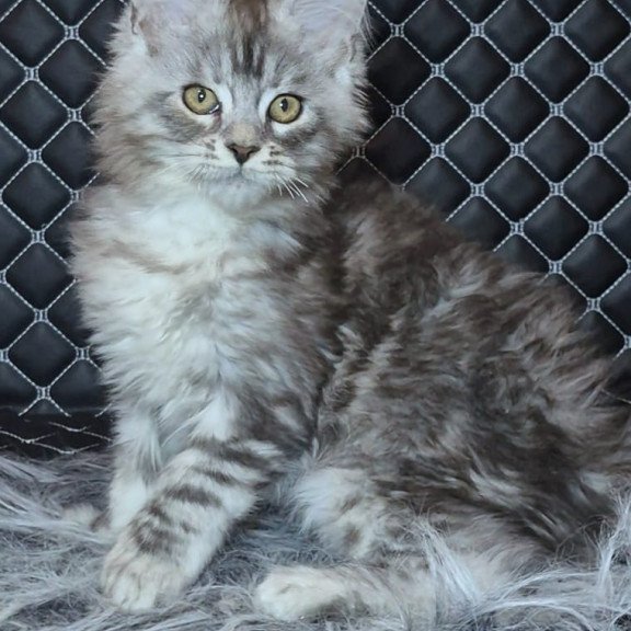 Maine Coon NOV Bourbon Polydactyl