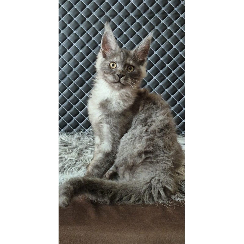 Maine Coon NOV Cosmo