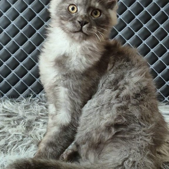 Maine Coon NOV Cosmo