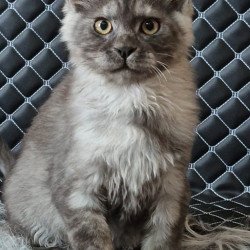 Maine Coon NOV Cosmo