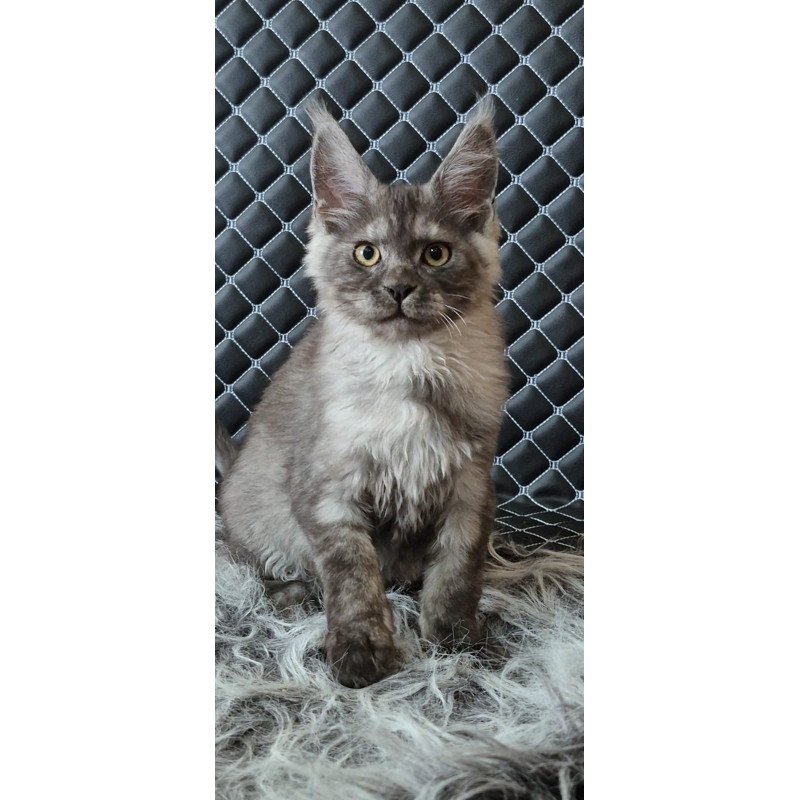Maine Coon NOV Cosmo