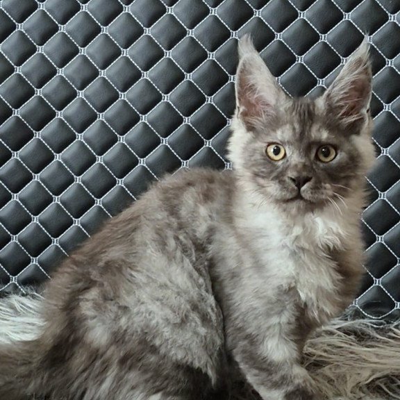 Maine Coon NOV Cosmo