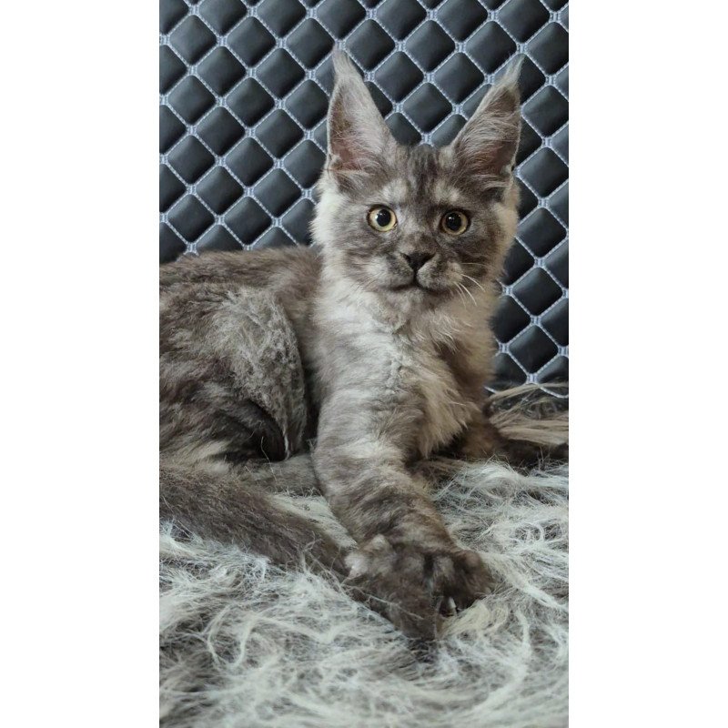 Maine Coon NOV Cosmo