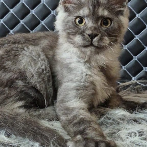 Maine Coon NOV Cosmo
