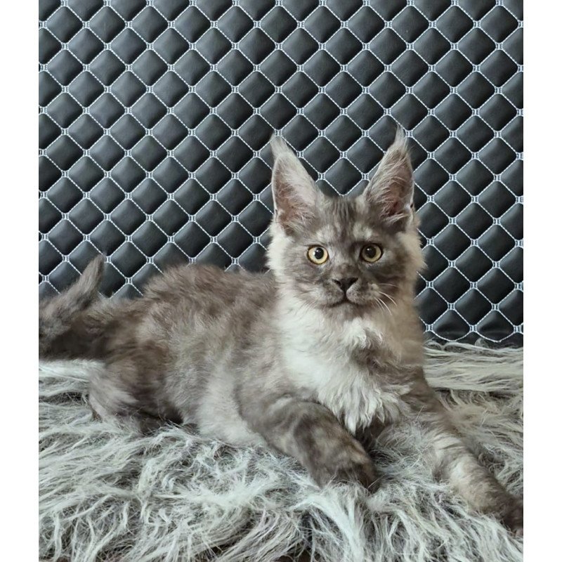Maine Coon NOV Cosmo