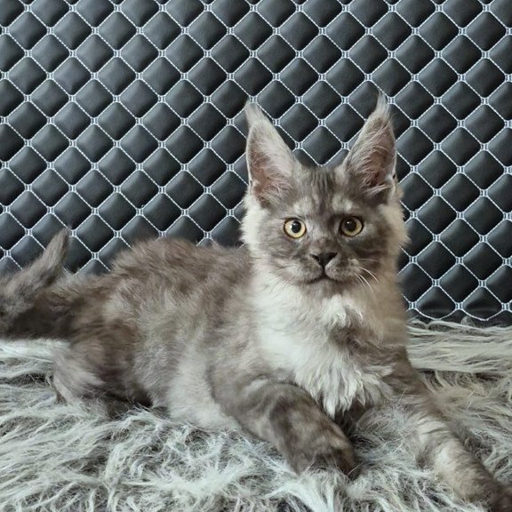 Maine Coon NOV Cosmo