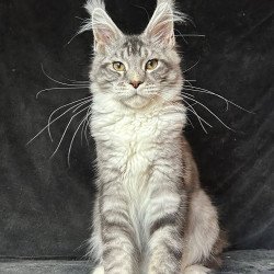 Maine Coon NOV North