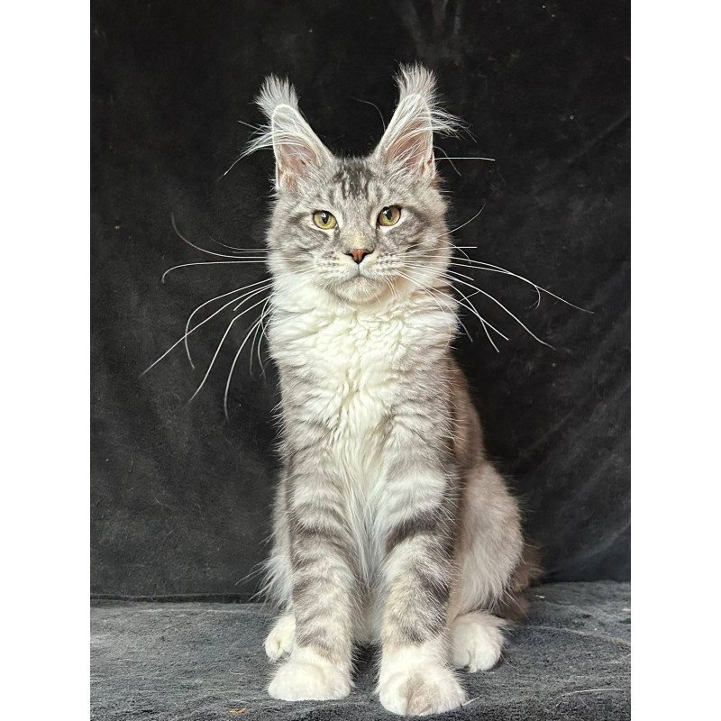 Maine Coon NOV North