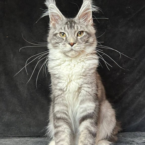 Maine Coon NOV North