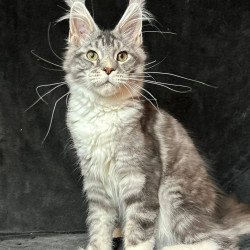Maine Coon NOV North