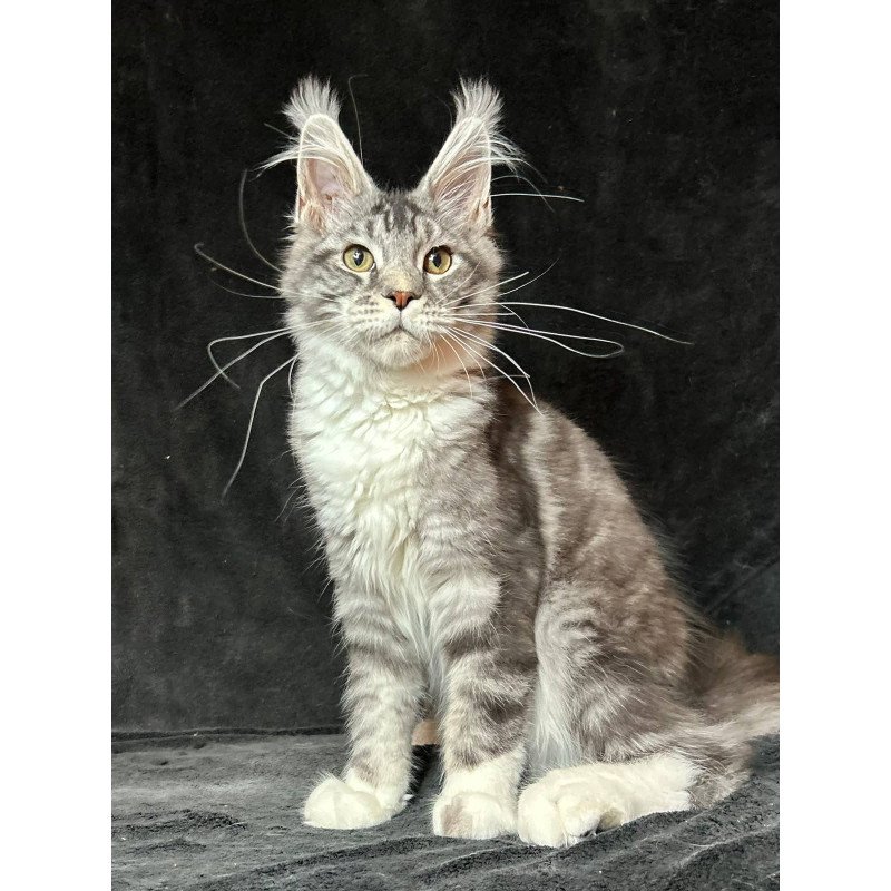 Maine Coon NOV North