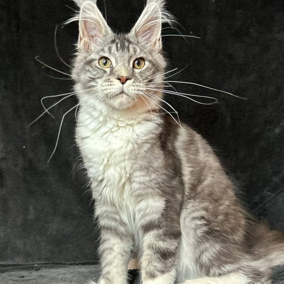 Maine Coon NOV North