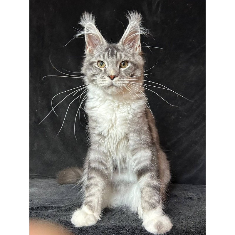Maine Coon NOV North