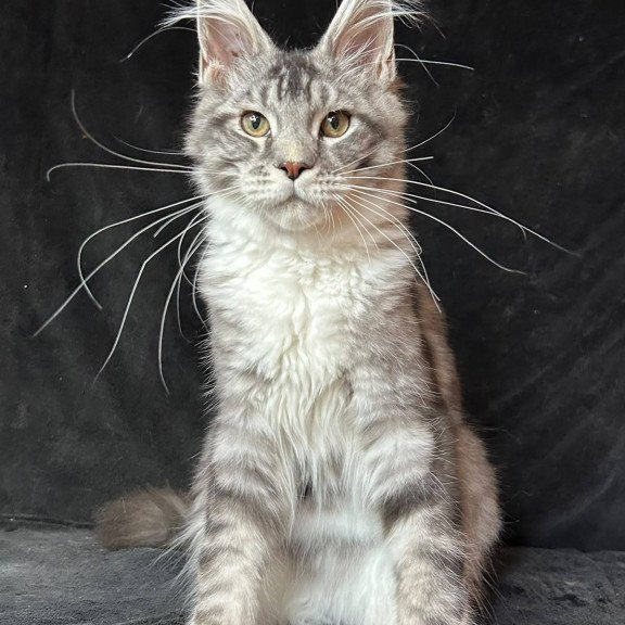 Maine Coon NOV North