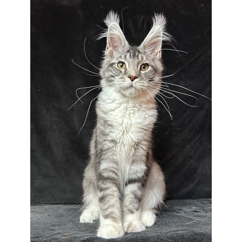 Maine Coon NOV North