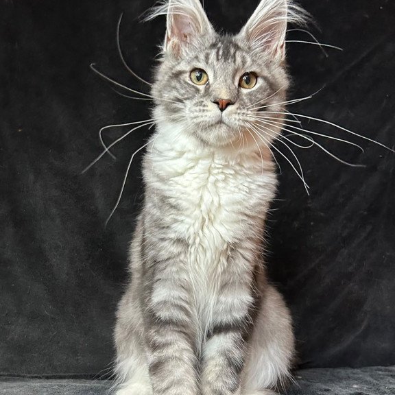 Maine Coon NOV North