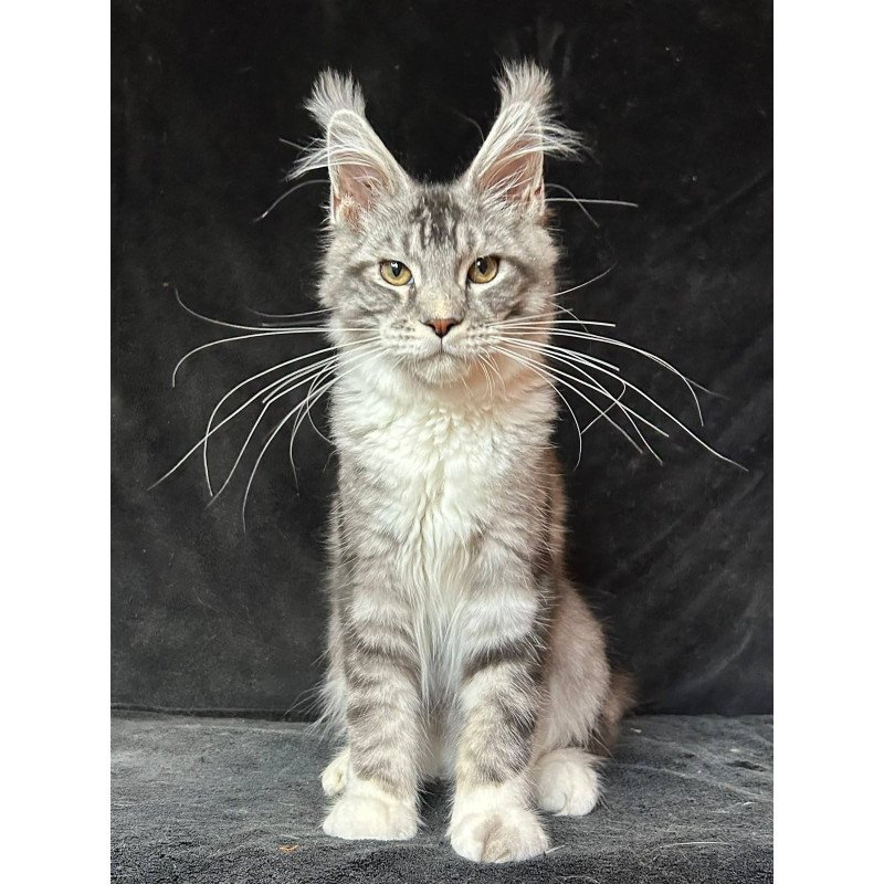 Maine Coon NOV North