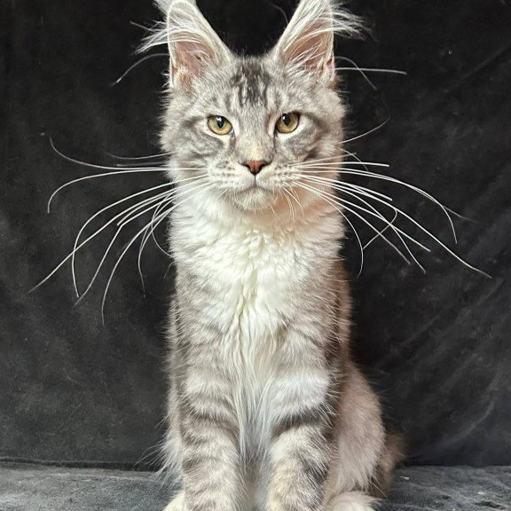 Maine Coon NOV North