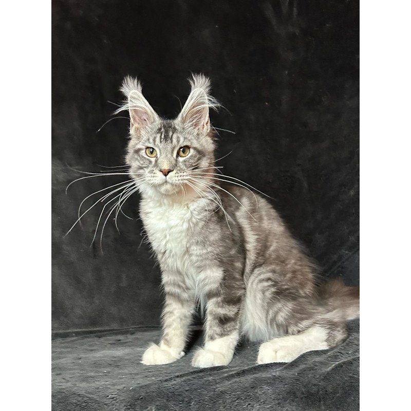 Maine Coon NOV North