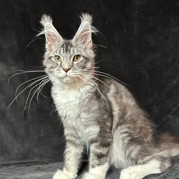 Maine Coon NOV North