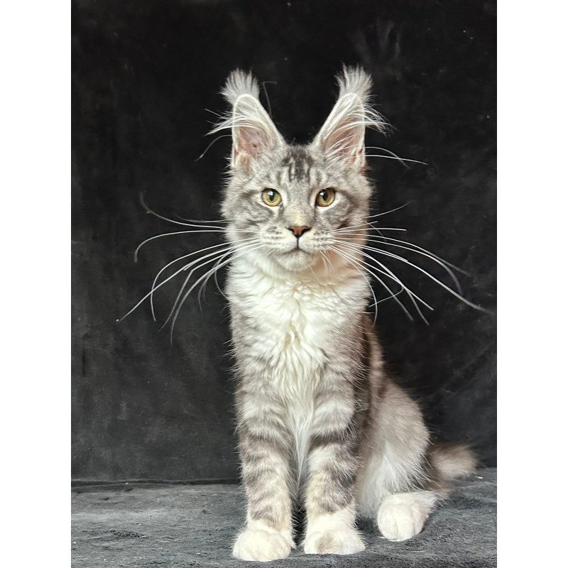 Maine Coon NOV North