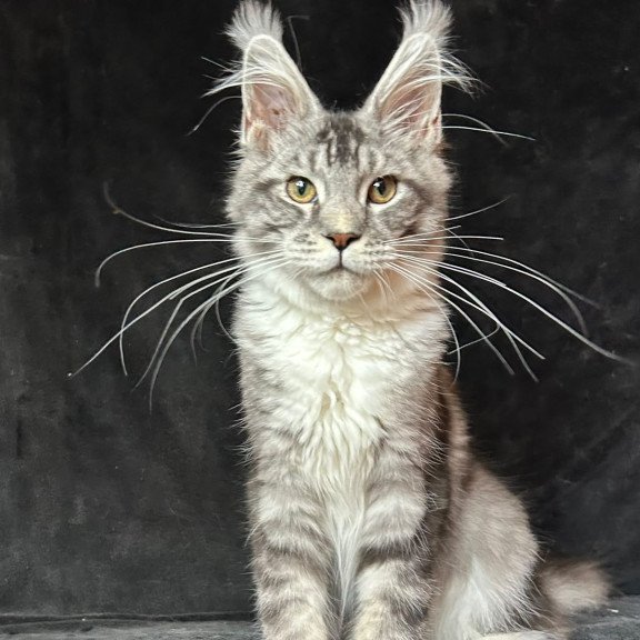 Maine Coon NOV North
