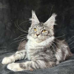Maine Coon NOV Natan