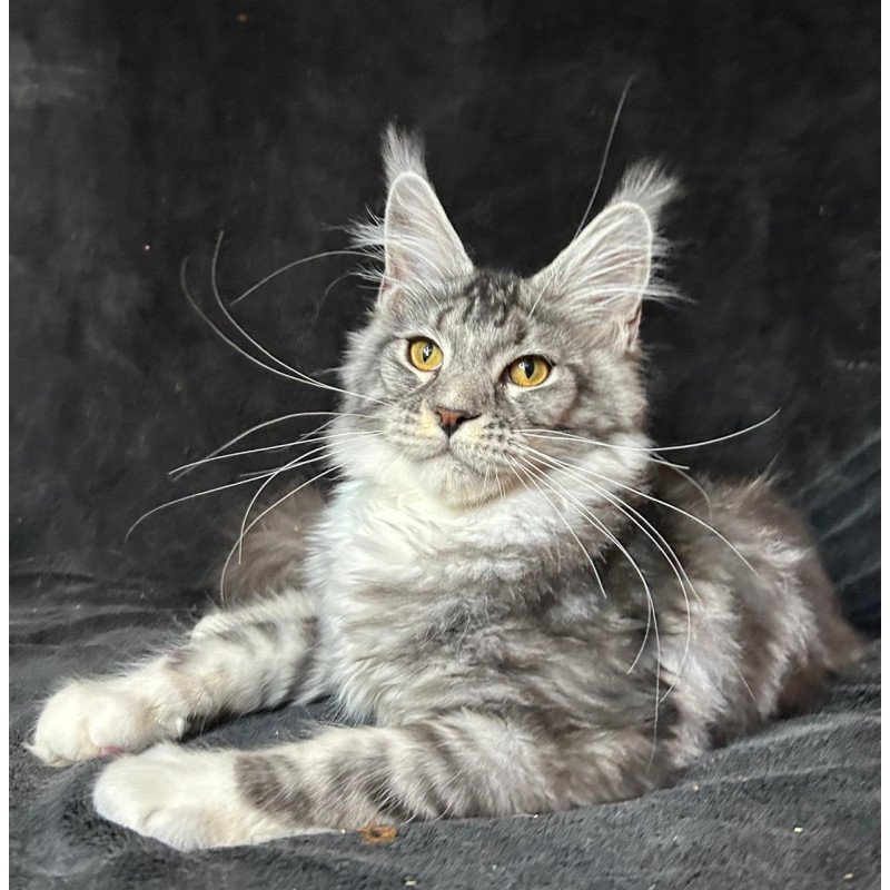 Maine Coon NOV Natan
