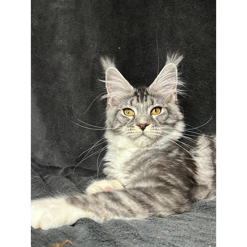 Maine Coon NOV Natan