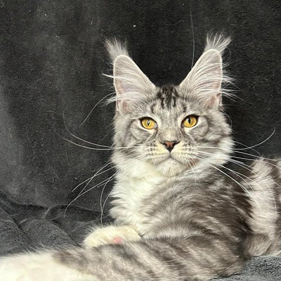 Maine Coon NOV Natan