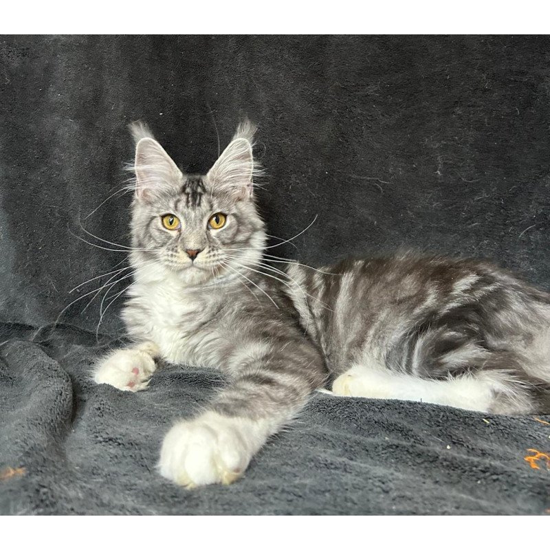 Maine Coon NOV Natan
